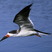 Black Skimmer